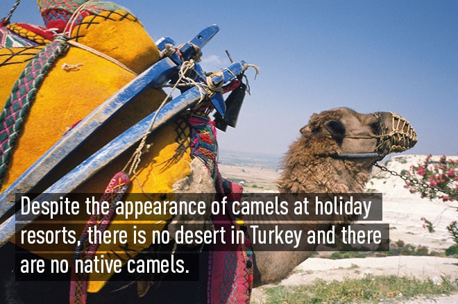 lạc đà và sa mạc ở thổ nhĩ kỳ
